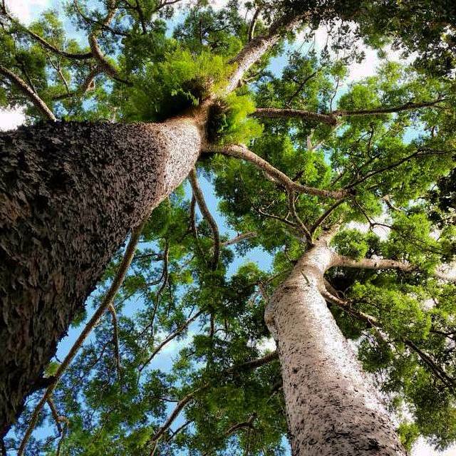 Kauri Pines