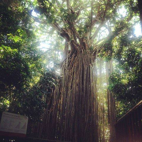 Curtain Fig Tree