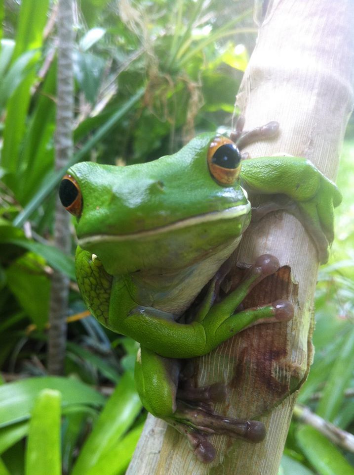 Green Tree Frog