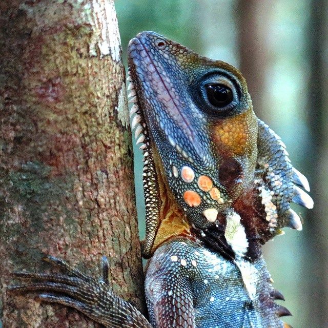 Boyd's Water Dragon