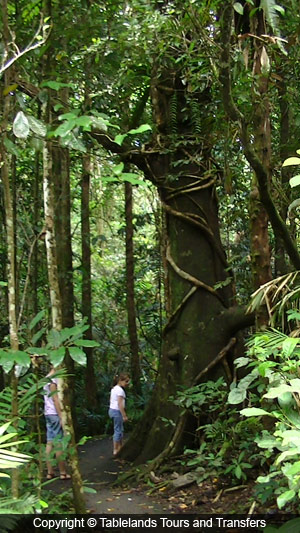 Tablelands Tours and Transfers Rock Pool