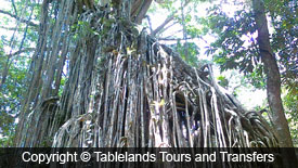 Giant Tree