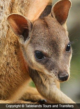 Kuranda