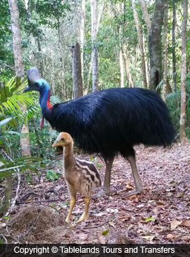 Kuranda