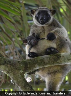 Kuranda