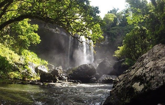 Rainforest and Waterfall Tour